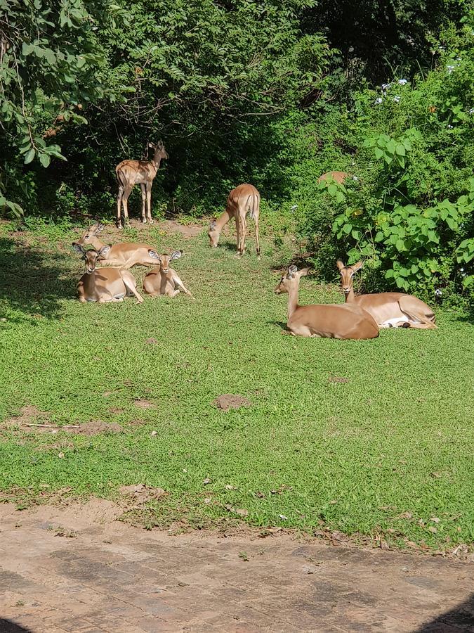 Kruger Park Lodge Unit No. 277 Hazyview Kültér fotó