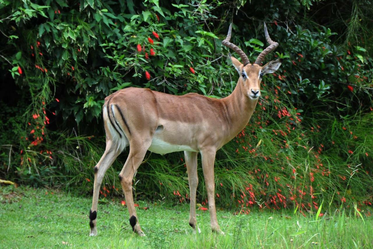 Kruger Park Lodge Unit No. 277 Hazyview Kültér fotó